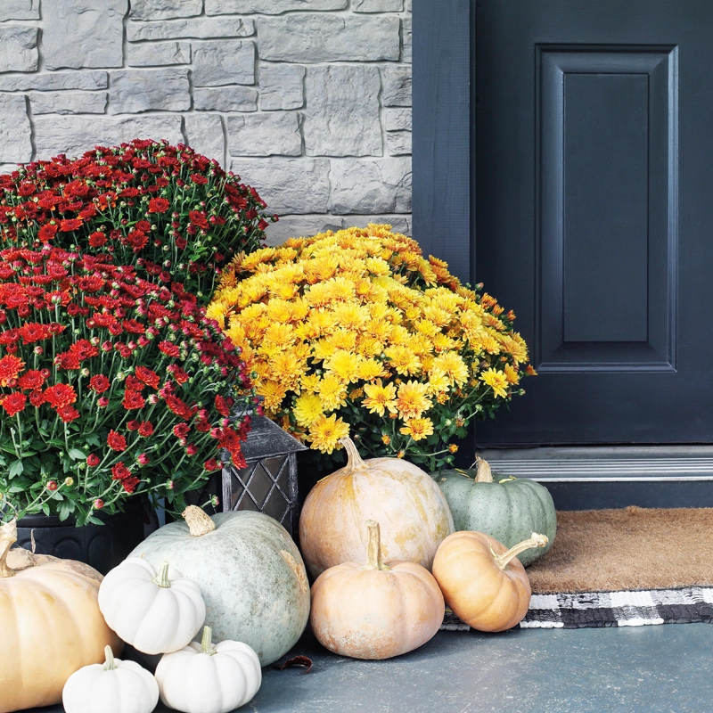 mums-and-pumpkins-800x800.webp